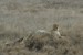 220px-Serengeti_Cheetah.jpg