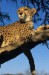 622_gepard-16-cheetah.jpg