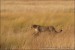 nahled-gepard-stihly-africky-IMG_7890amw.jpg
