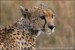 nahled-gepard-stihly-africky-IMG_5839mw.jpg