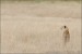nahled-gepard-stihly-africky-IMG_1416mw.jpg