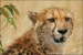 nahled-gepard-stihly-africky-IMG_1217mw.jpg