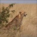 nahled-gepard-stihly-africky-CRW_7666amw.jpg