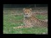 cheetah-second-400.jpg