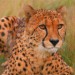 leopard11-150x150.jpg