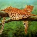 leopard12-150x150.jpg
