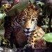 leopard16-150x150.jpg
