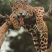 leopard17-150x150.jpg