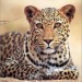 leopard18-150x150.jpg