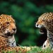 leopard19-150x150.jpg