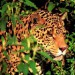 leopard22-150x150.jpg